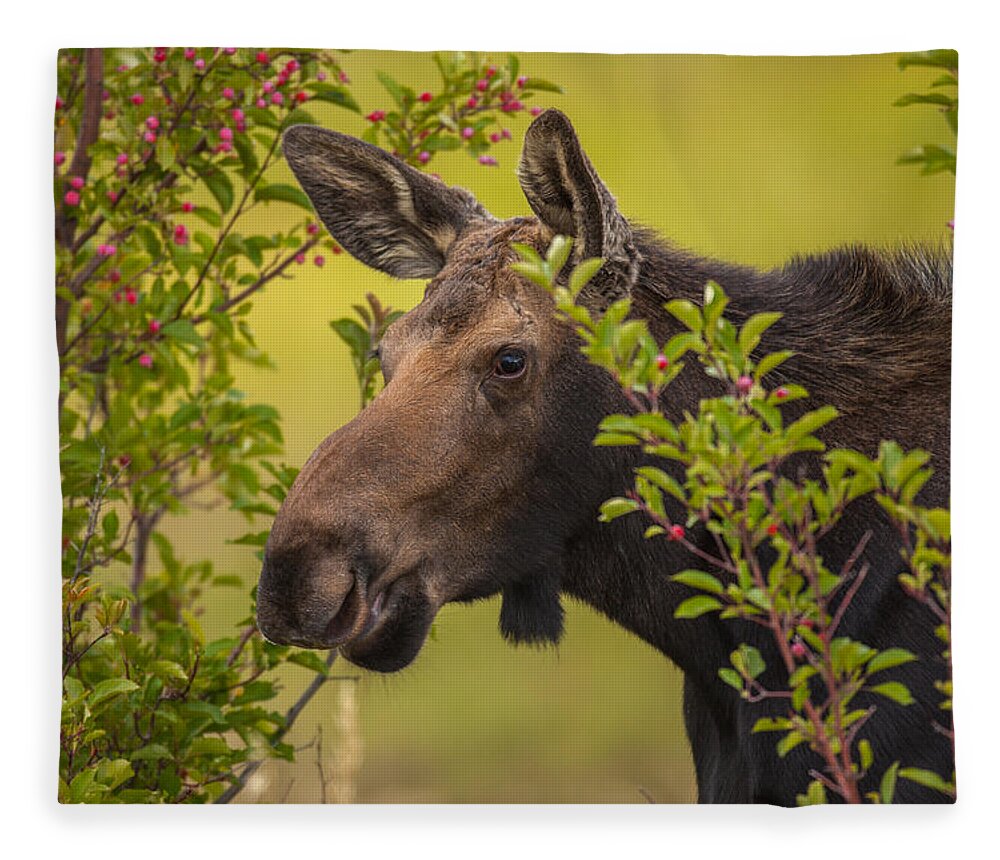 Moose Fleece Blanket featuring the photograph Fall Moose by Kevin Dietrich