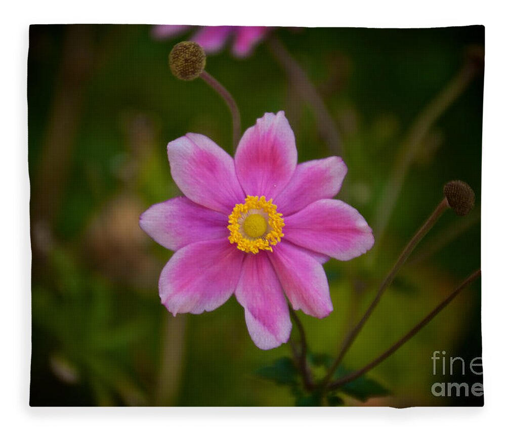 Daisy Fleece Blanket featuring the photograph Fall Pink Daisy by William Norton