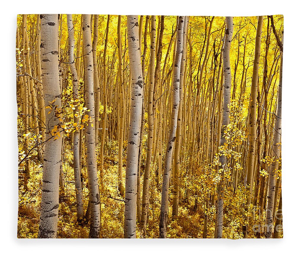 Landscape Fleece Blanket featuring the photograph Fall's Golden Light by Steven Reed