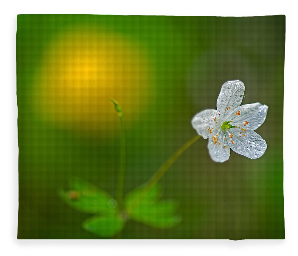2011 Fleece Blanket featuring the photograph False Rue Anemone by Robert Charity