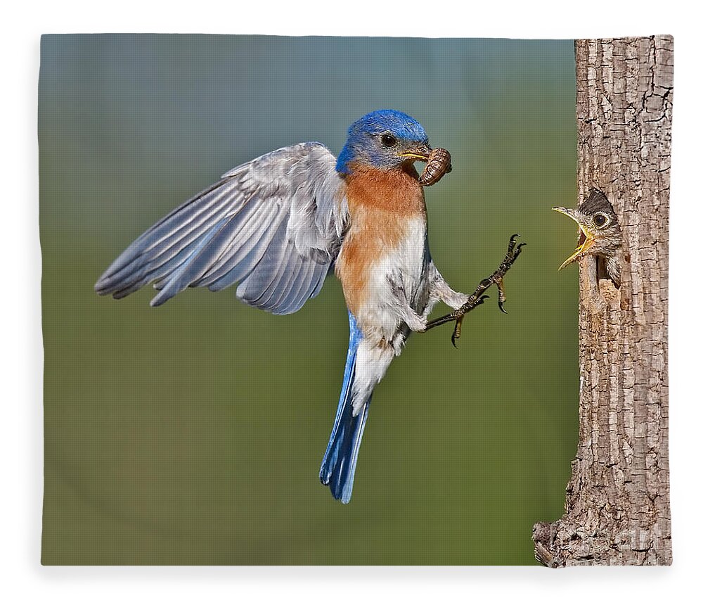 Eastern Bluebird Fleece Blanket featuring the photograph Feed me Daddy by Susan Candelario
