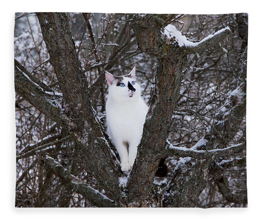 Cat Fleece Blanket featuring the photograph Felis Silvestris Catus in Winter by Theresa Tahara