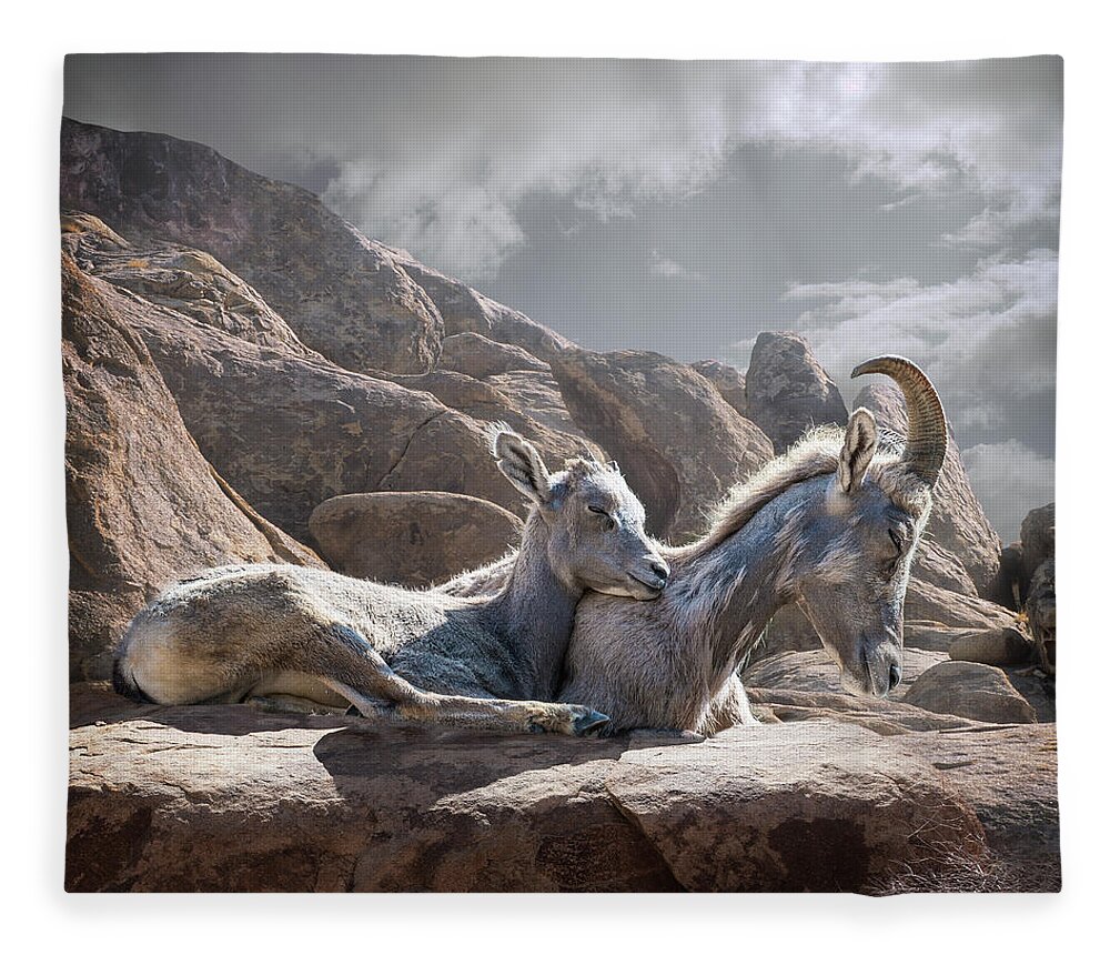 Horned Fleece Blanket featuring the photograph Female And Young Bighorn Sheep by Ed Freeman