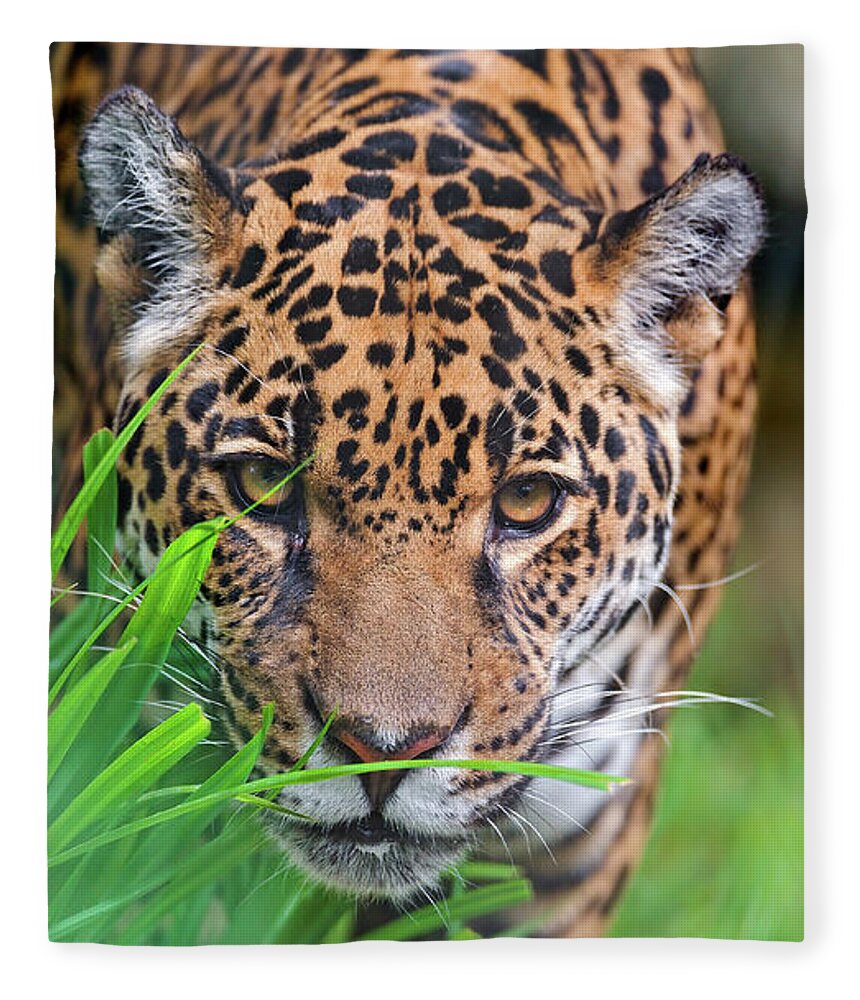 Grass Fleece Blanket featuring the photograph Female Jaguar by Picture By Tambako The Jaguar