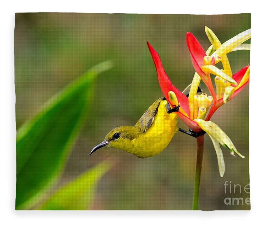 Yellow Fleece Blanket featuring the photograph Female Olive Backed Sunbird clings to Heliconia plant flower Singapore by Imran Ahmed