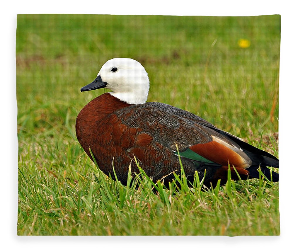 Grass Fleece Blanket featuring the photograph Female Paradise Shelduck by Steve Clancy Photography