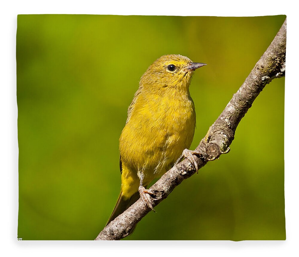 Animal Fleece Blanket featuring the photograph Female Yellow Warbler by Jeff Goulden