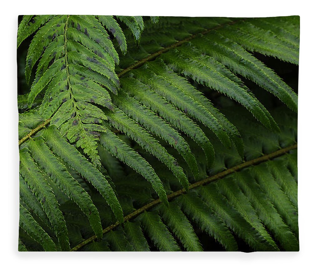 Cool Fleece Blanket featuring the photograph Ferns In Cascades National Park, Wa by Theodore Clutter