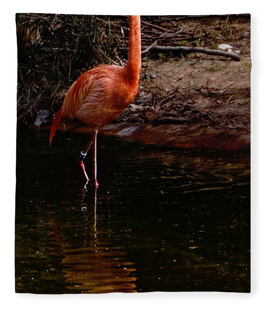 Flamingo Fleece Blanket featuring the photograph Flamingo at rest. by Weston Westmoreland
