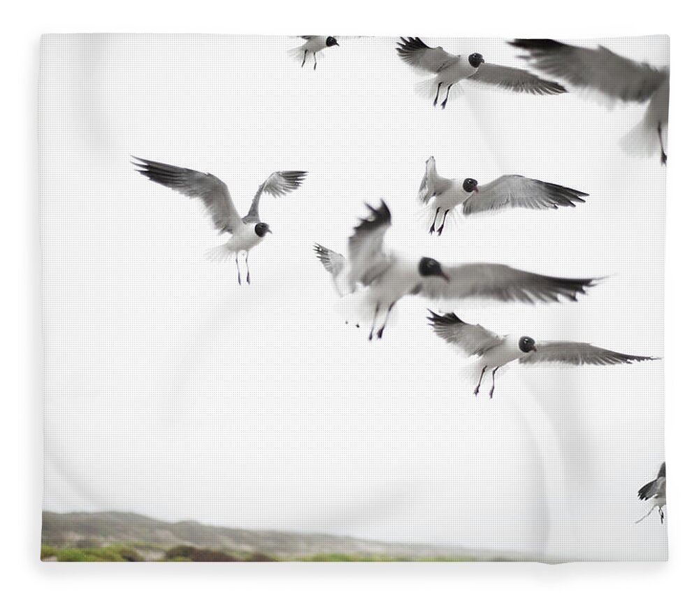 Animal Themes Fleece Blanket featuring the photograph Flock Of Seagulls by Olga Melhiser Photography