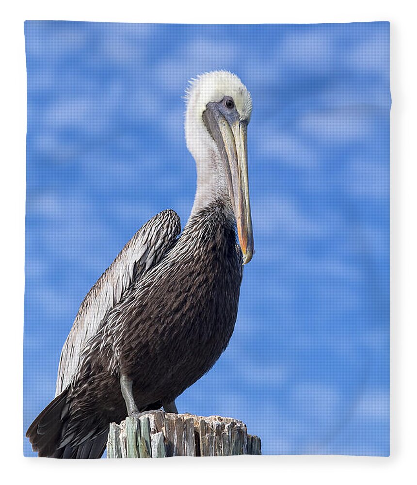 Pelican Fleece Blanket featuring the photograph Florida Brown Pelican by Kim Hojnacki