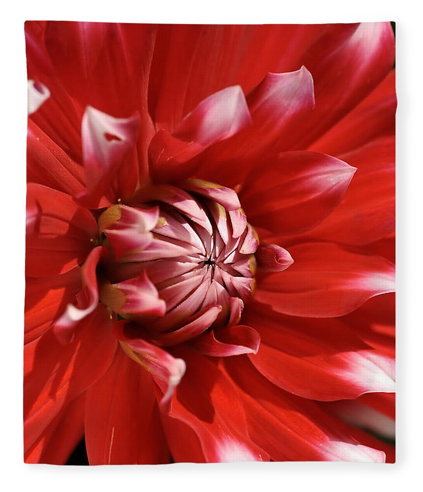Fire And Ice Fleece Blanket featuring the photograph Flower- Dahlia-red-white by Joy Watson