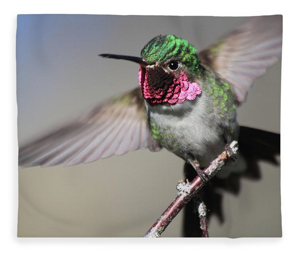 Ruby Throated Hummingbird Fleece Blanket featuring the photograph Fluttering #1 by Shane Bechler