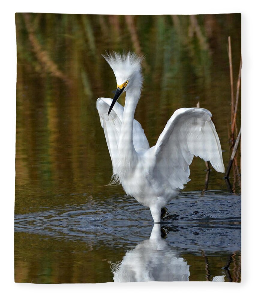 Egrets Fleece Blanket featuring the photograph Frazzled by Kathy Baccari