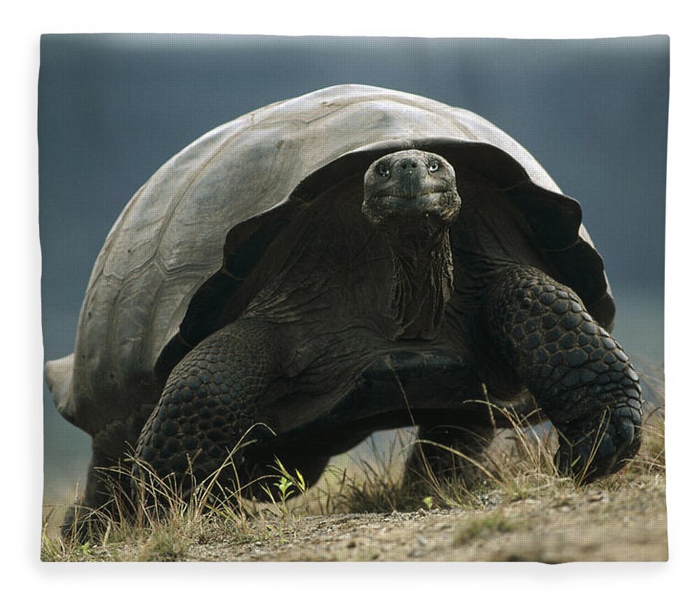 Feb0514 Fleece Blanket featuring the photograph Galapagos Giant Tortoise Smiling Alcedo by Tui De Roy