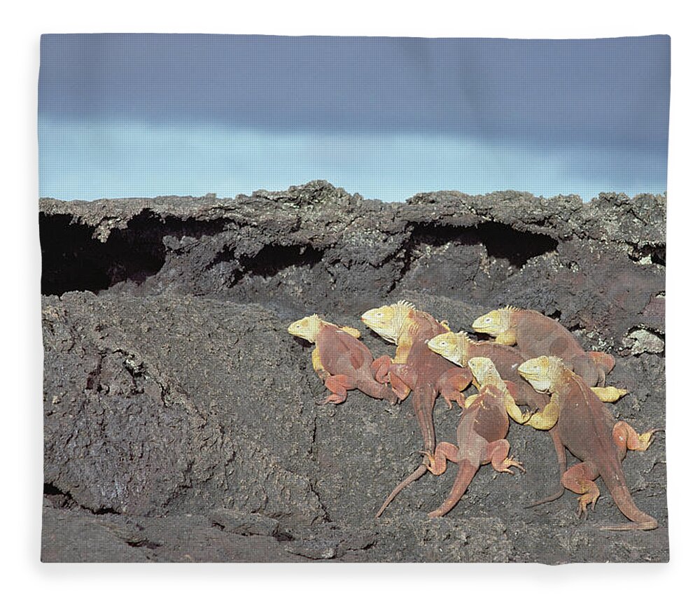 Feb0514 Fleece Blanket featuring the photograph Galapagos Land Iguanas Basking by Tui De Roy