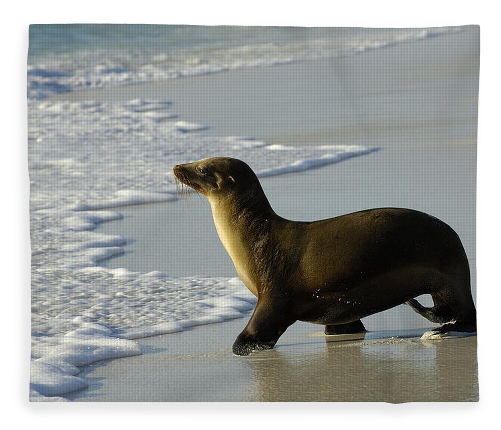 Feb0514 Fleece Blanket featuring the photograph Galapagos Sea Lion In Gardner Bay by Pete Oxford