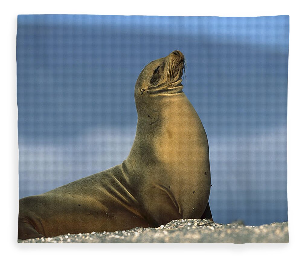 Feb0514 Fleece Blanket featuring the photograph Galapagos Sea Lion Sunning Galapagos by Tui De Roy