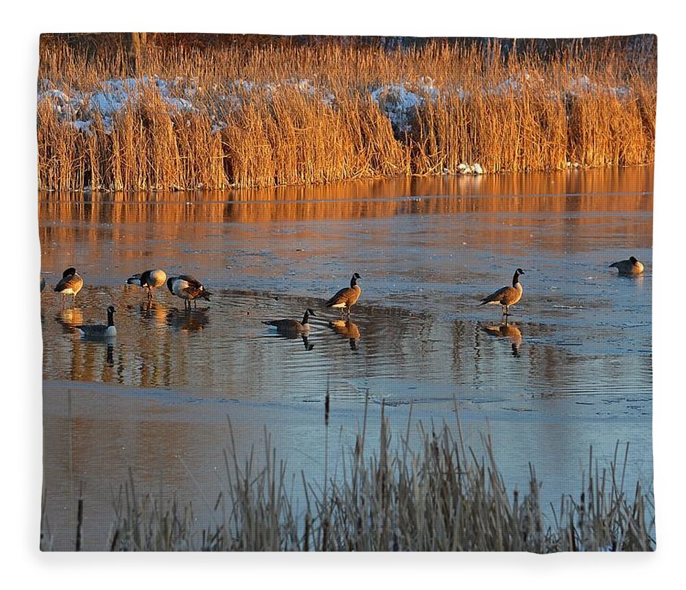 Geese Fleece Blanket featuring the photograph Geese in Wetlands by Tana Reiff