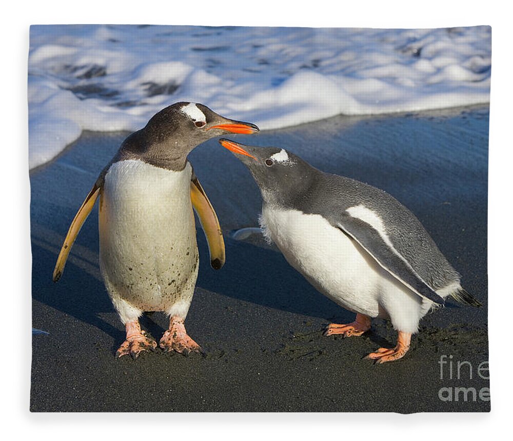 00345356 Fleece Blanket featuring the photograph Gentoo Penguin Chick Begging For Food by Yva Momatiuk and John Eastcott