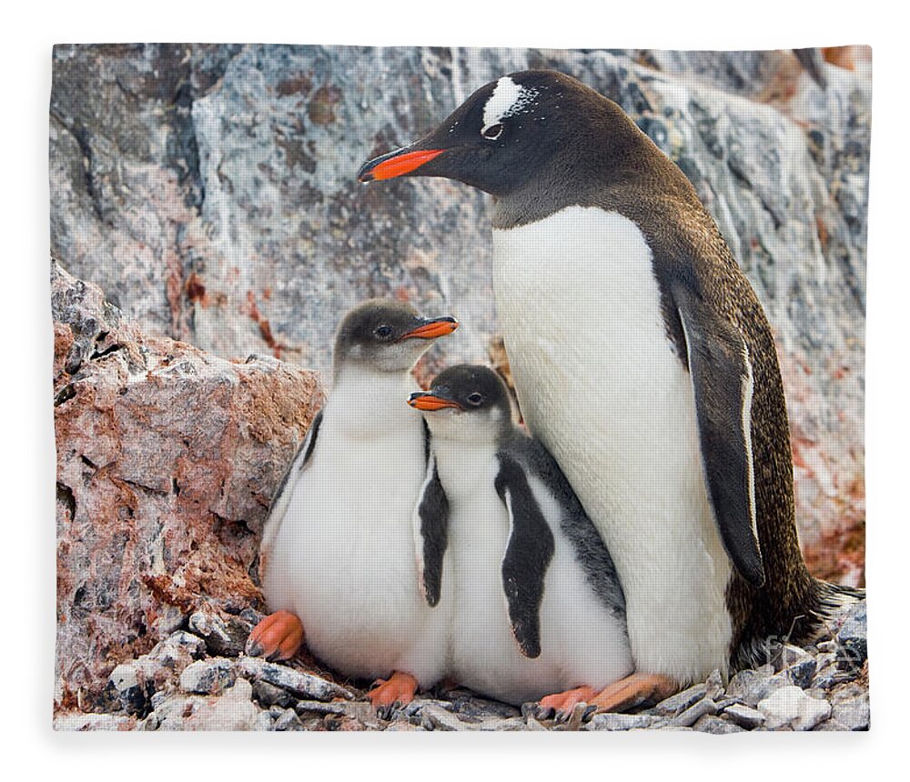 00345581 Fleece Blanket featuring the photograph Gentoo Penguin Family on Booth Isl by Yva Momatiuk and John Eastcott