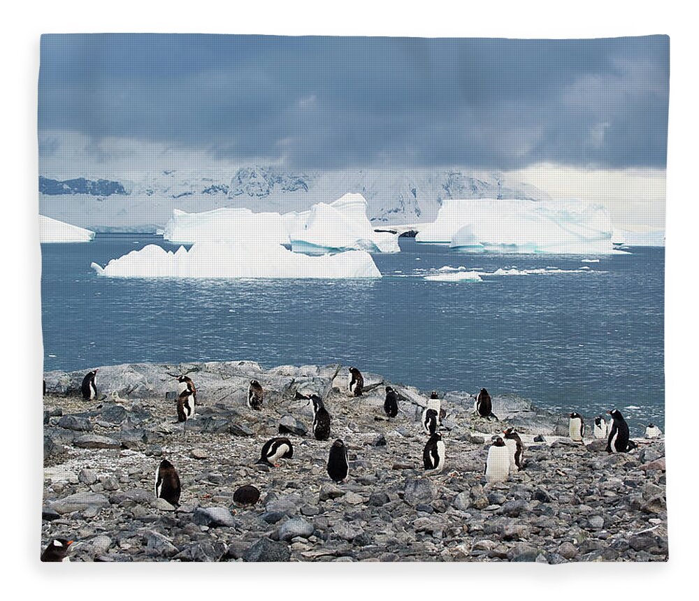 Iceberg Fleece Blanket featuring the photograph Gentoo Penguins Pygoscelis Papua by Jim Julien / Design Pics