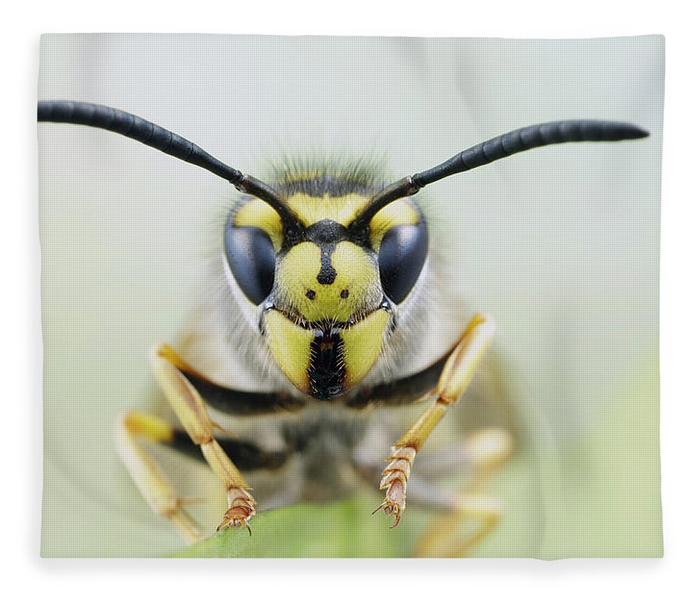 Bert Pijs Fleece Blanket featuring the photograph German Wasp Noord-holland Netherlands by Bert Pijs