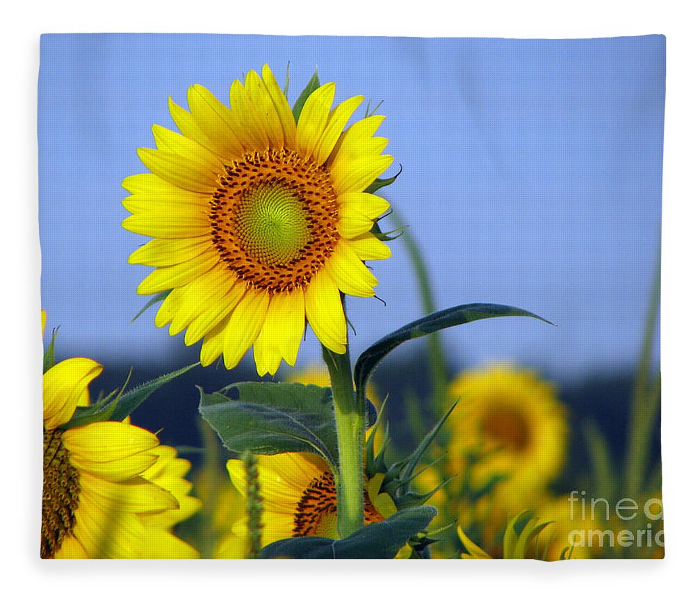 Sunflower Fleece Blanket featuring the photograph Getting to the sun by Amanda Barcon