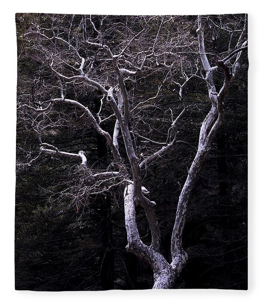Landscape Fleece Blanket featuring the photograph Ghost Tree by Kae Cheatham