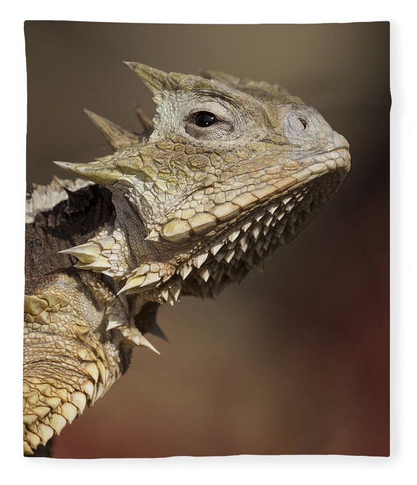 Feb0514 Fleece Blanket featuring the photograph Giant Horned Lizard by San Diego Zoo