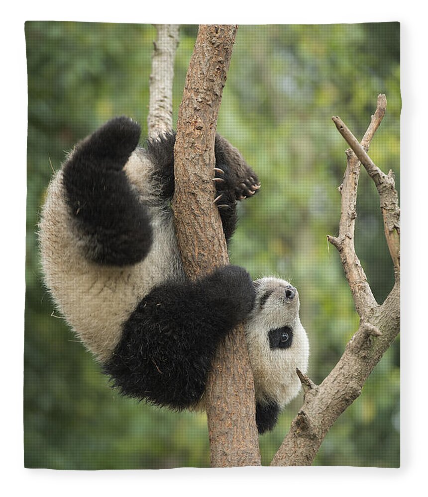 Katherine Feng Fleece Blanket featuring the photograph Giant Panda Cub In Tree Chengdu Sichuan by Katherine Feng