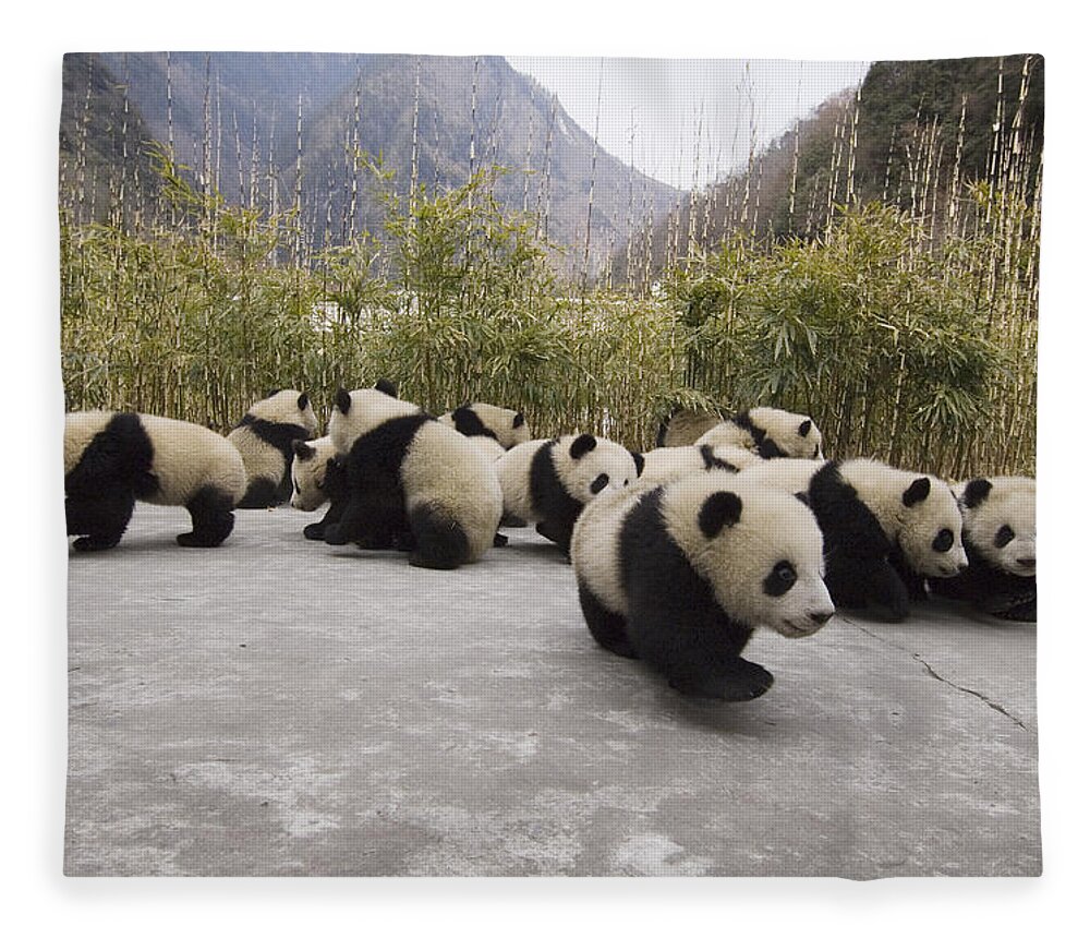 Feb0514 Fleece Blanket featuring the photograph Giant Panda Cubs Wolong China by Katherine Feng