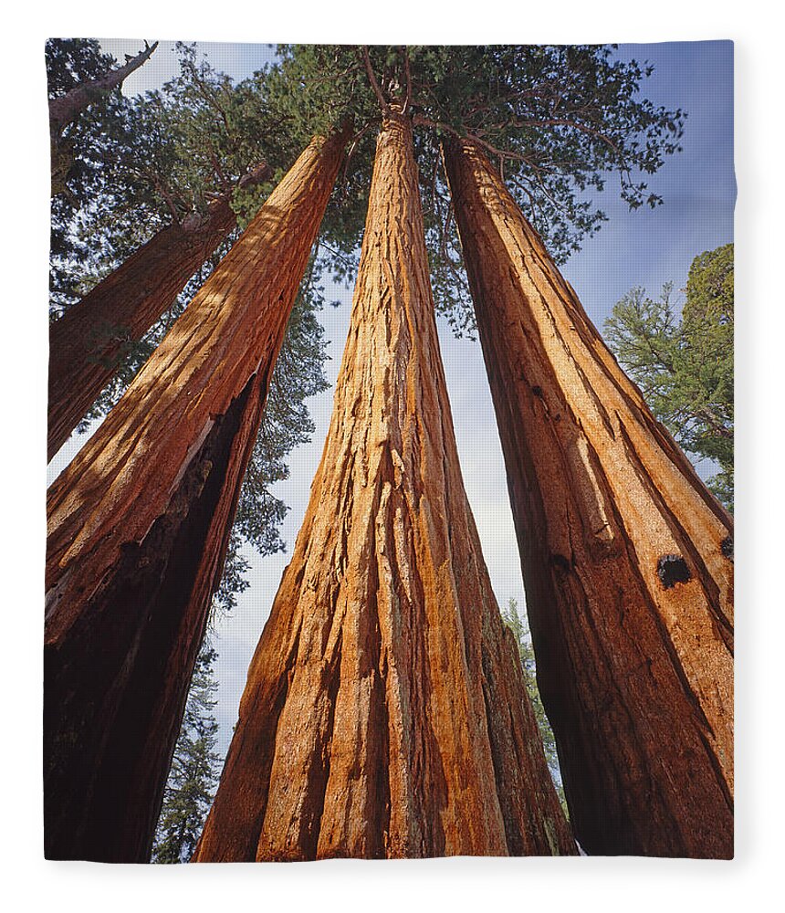 Giant Sequoias Fleece Blanket featuring the photograph 2M6833-Giant Sequoias by Ed Cooper Photography