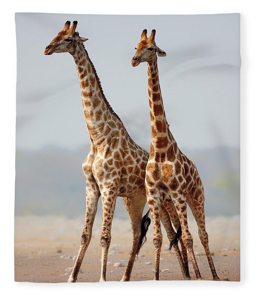 #faatoppicks Fleece Blanket featuring the photograph Giraffes standing together by Johan Swanepoel