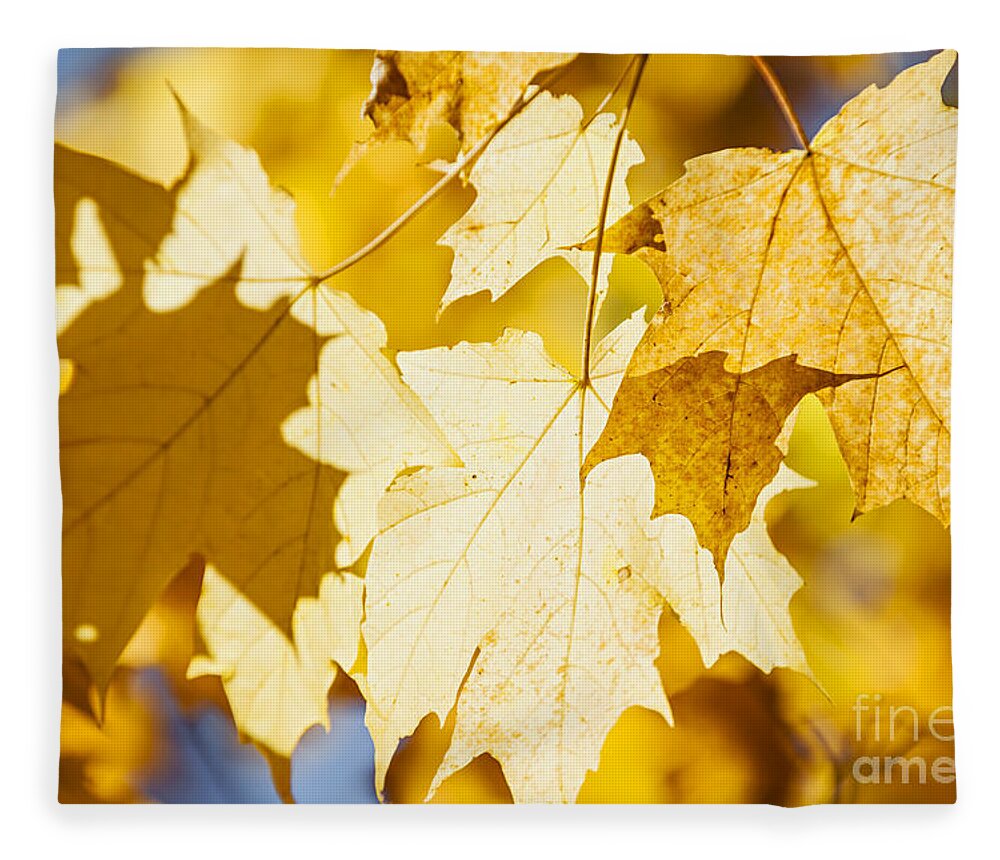 Maple Fleece Blanket featuring the photograph Yellow maple leaves glow by Elena Elisseeva