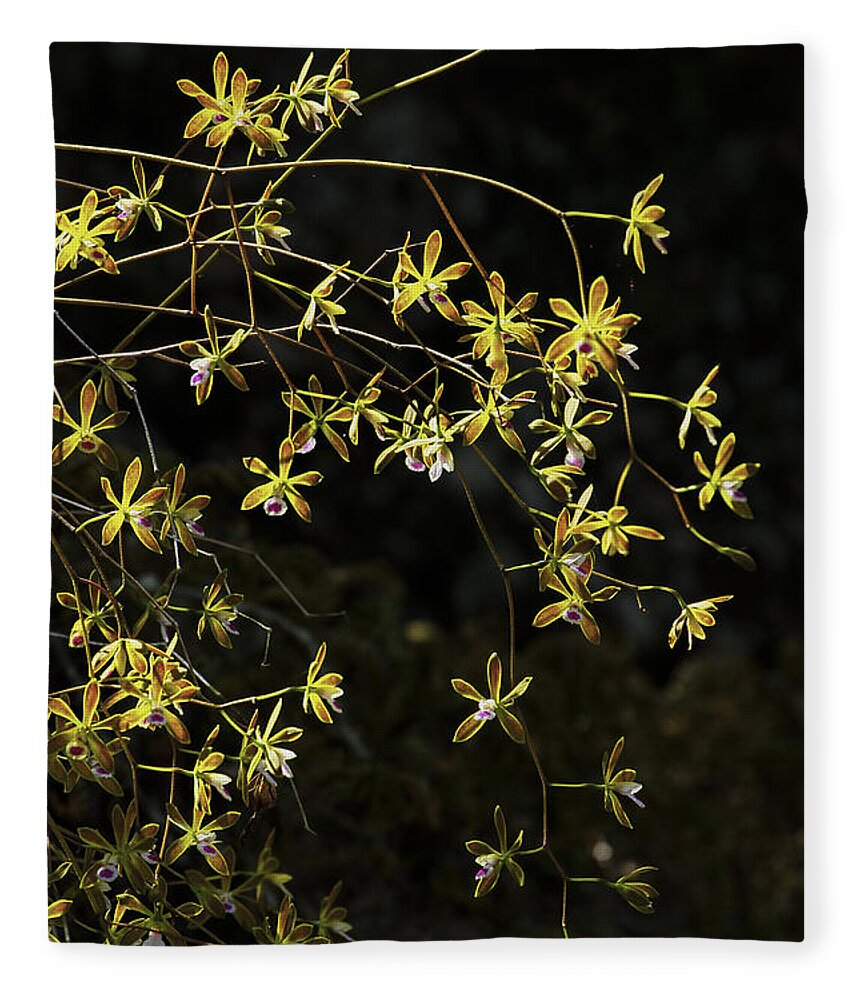 Butterfly Orchids Fleece Blanket featuring the photograph Glowing Orchids by Barbara Bowen
