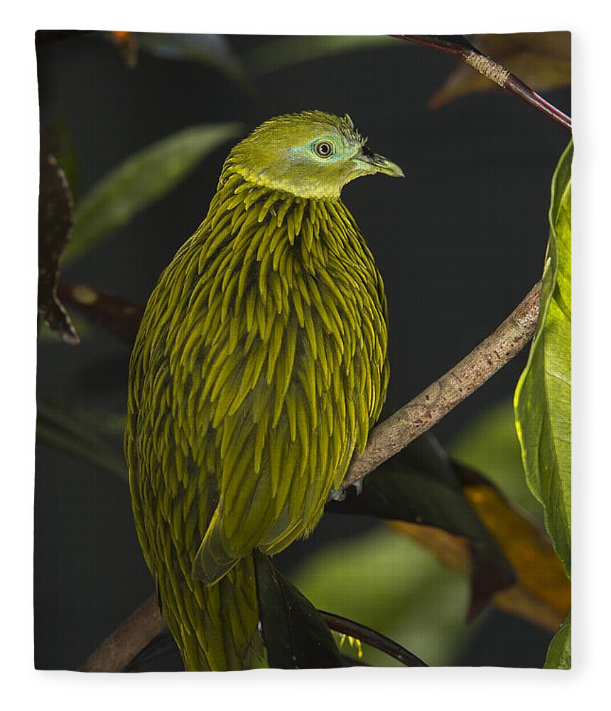 Pete Oxford Fleece Blanket featuring the photograph Golden Fruit Dove Fiji by Pete Oxford