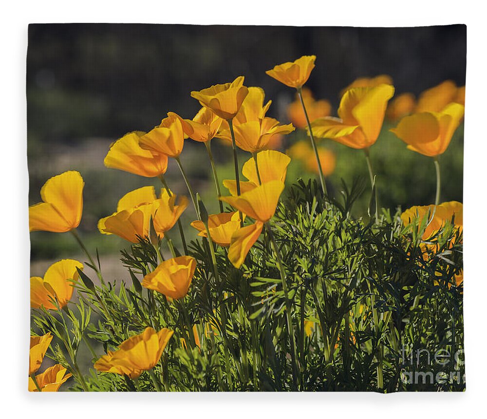 Golden Poppies Fleece Blanket featuring the photograph Golden Poppies by Tamara Becker