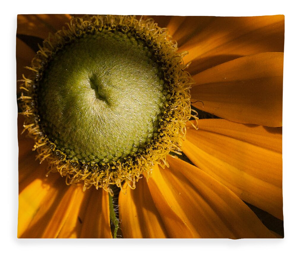 New England Fleece Blanket featuring the photograph Golden sunflower by Jeff Folger