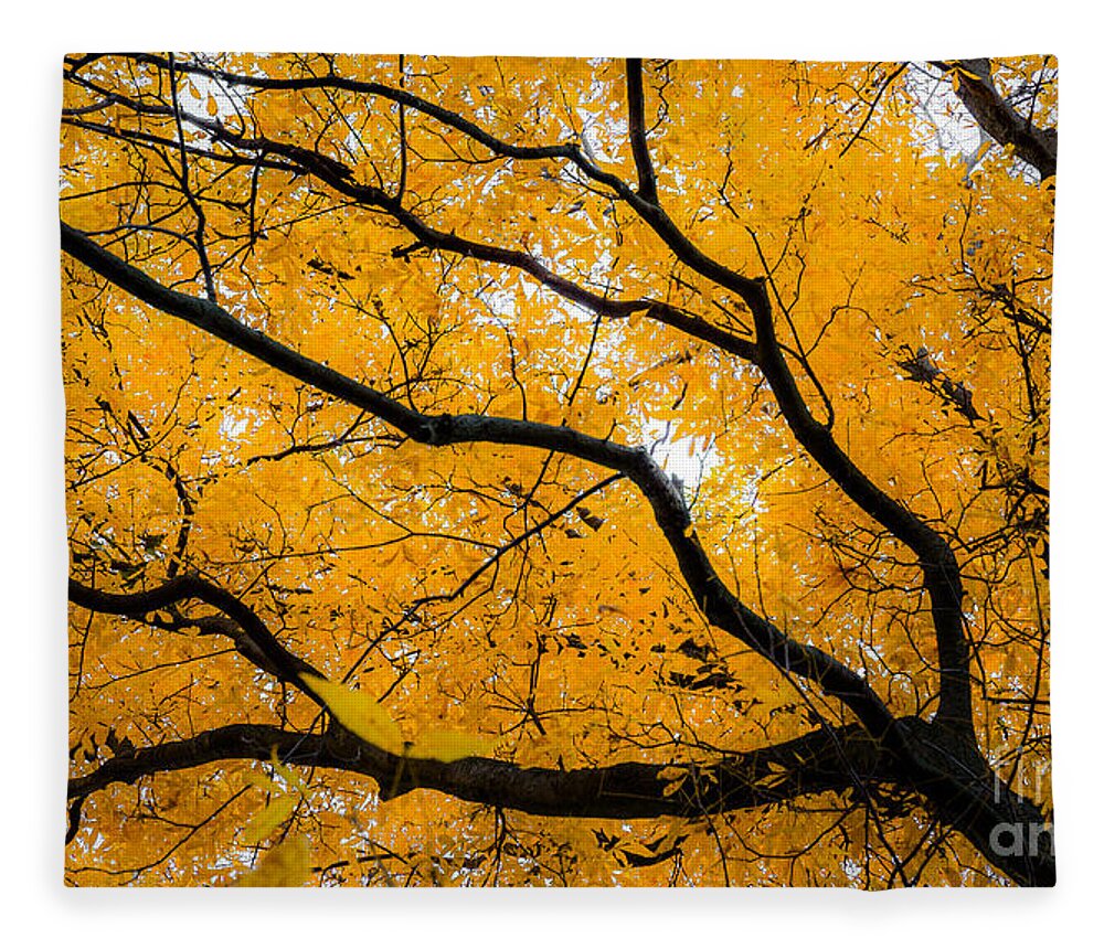 Golden Fleece Blanket featuring the photograph Golden Tree by Michael Arend