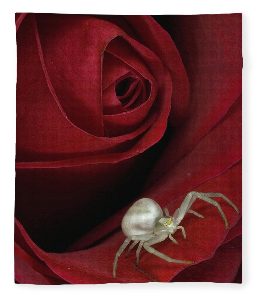 Feb0514 Fleece Blanket featuring the photograph Goldenrod Crab Spider On Rose Alaska by Michael Quinton