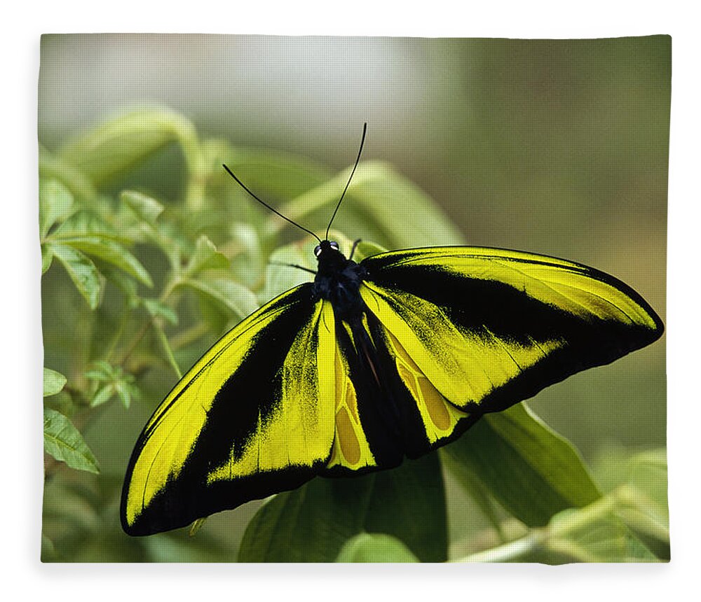 Feb0514 Fleece Blanket featuring the photograph Goliath Birdwing Butterfly Irian Jaya by Konrad Wothe