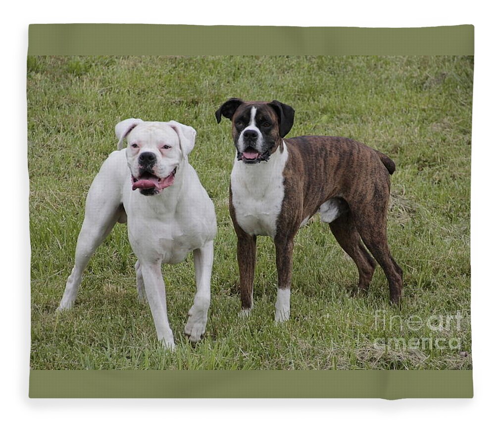 Dogs Fleece Blanket featuring the photograph Boxer Dogs Friends by Valerie Collins