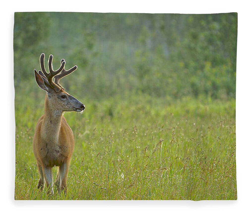 Alberta Fleece Blanket featuring the photograph Good Morning Deer by Bill Cubitt