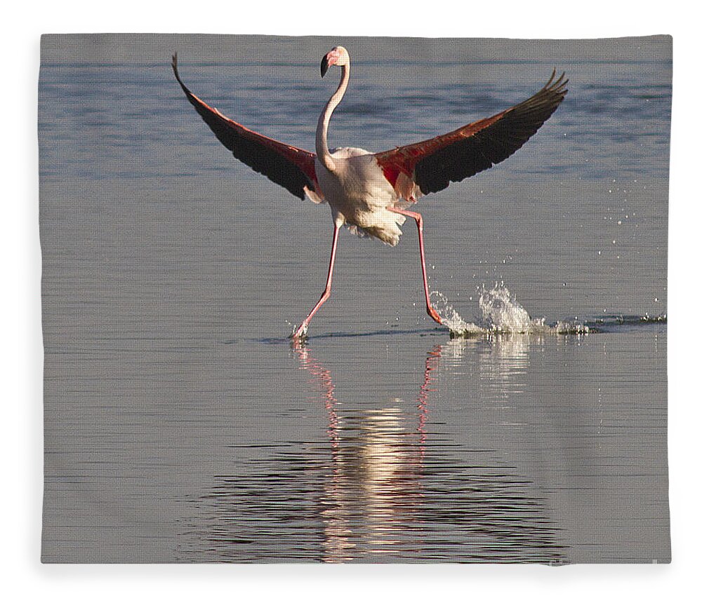 Flamingo Fleece Blanket featuring the photograph Graceful Landing by Heiko Koehrer-Wagner