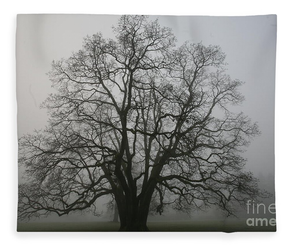 Fog Fleece Blanket featuring the photograph Grand Oak Tree by Rich Collins