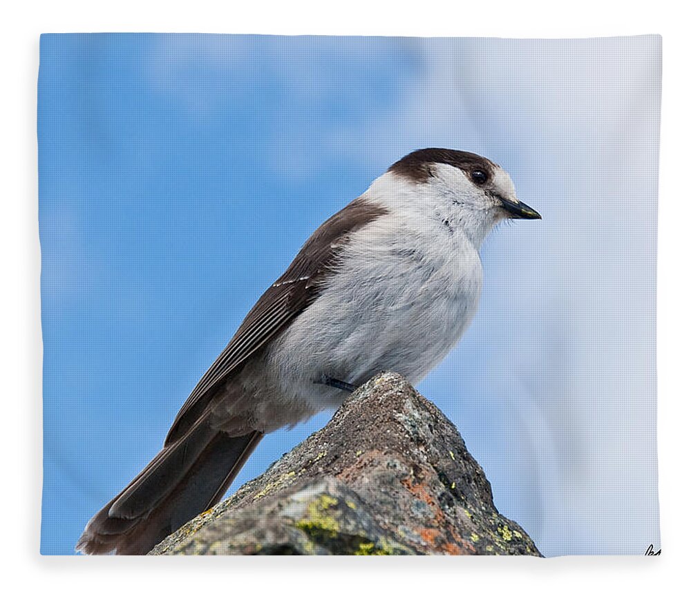Animal Fleece Blanket featuring the photograph Gray Jay With Blue Sky Background by Jeff Goulden