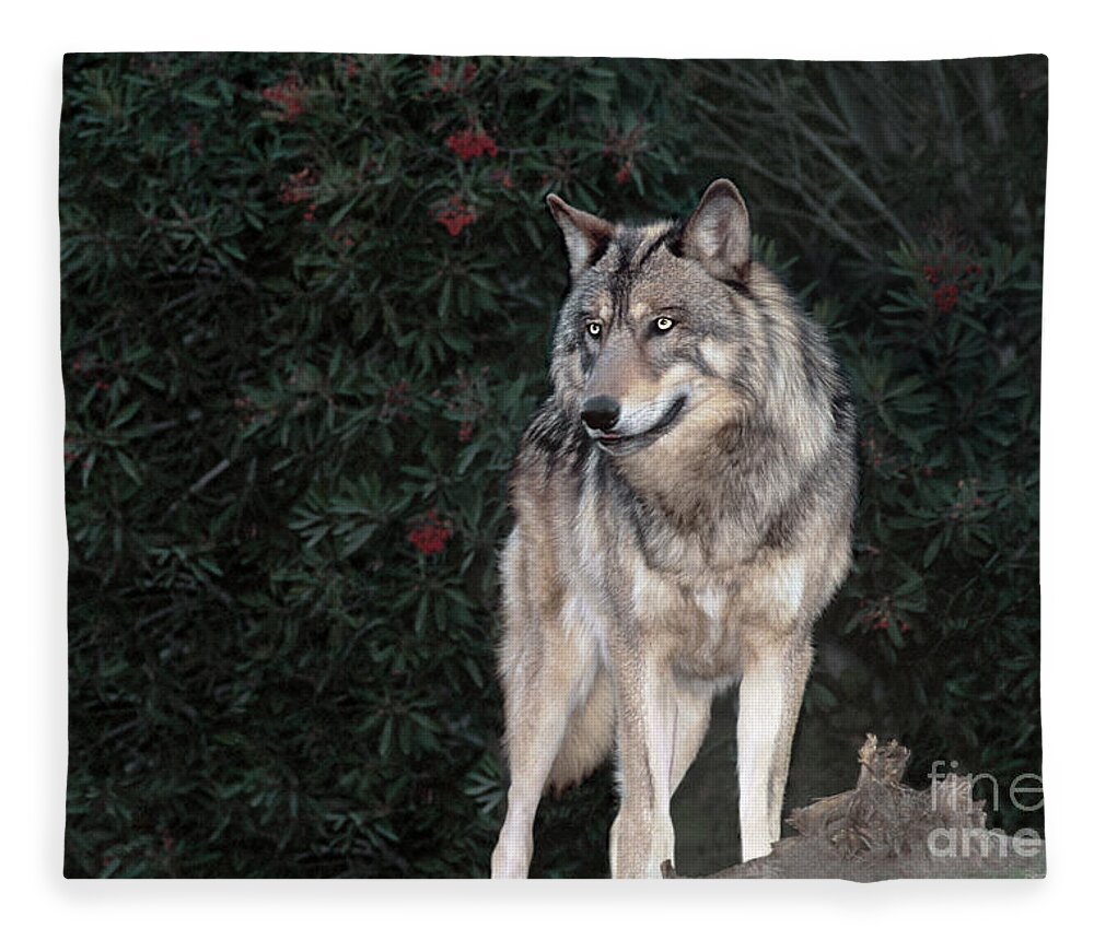Gray Wolf Fleece Blanket featuring the photograph Gray Wolf Endangered Species Wildlife Rescue by Dave Welling