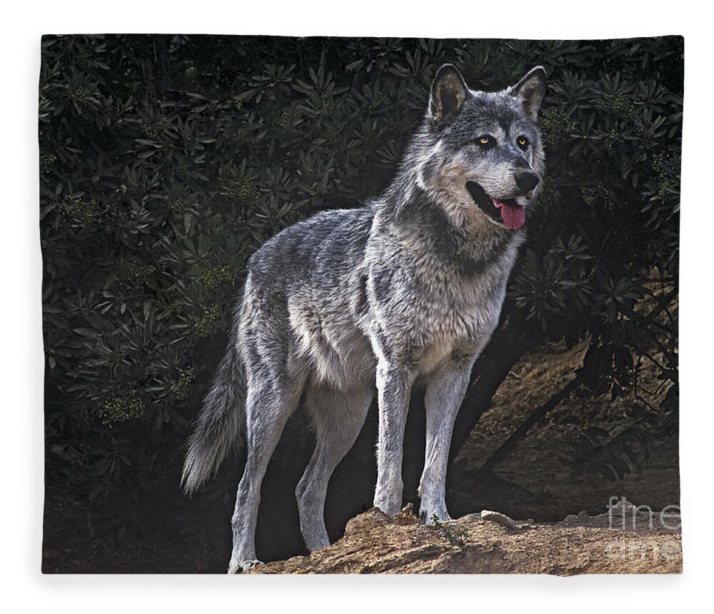 Gray Wolf Fleece Blanket featuring the photograph Gray Wolf on Hillside Endangered Species Wildlife Rescue by Dave Welling