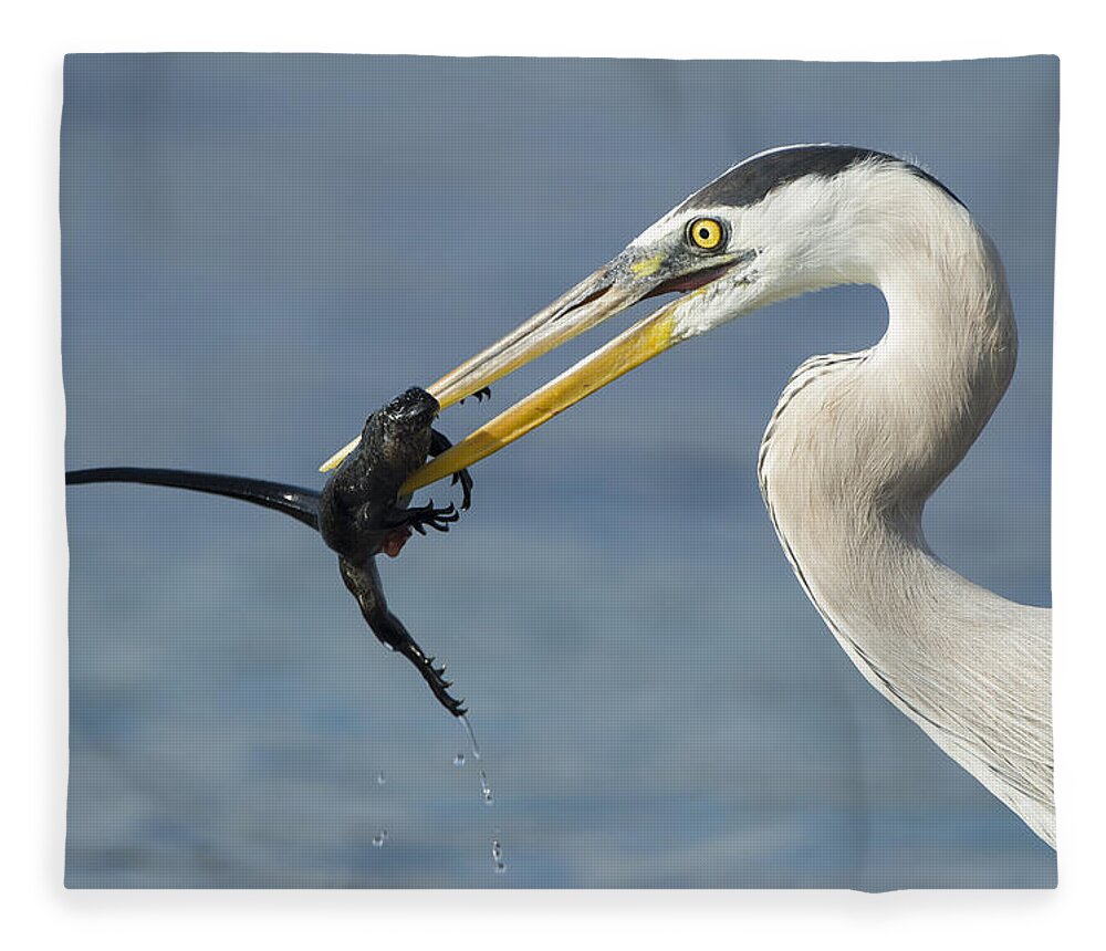 534099 Fleece Blanket featuring the photograph Great Blue Heron Catching Baby Marine by Tui De Roy